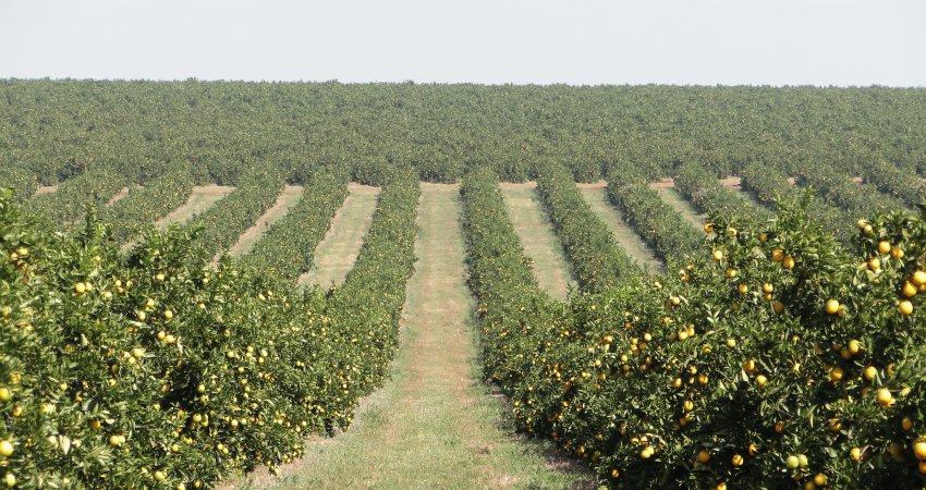 Reunião da Câmara Setorial da Citricultura aborda produtos alternativos para desinfecção de frutos de mesa, greening e sustentabilidade