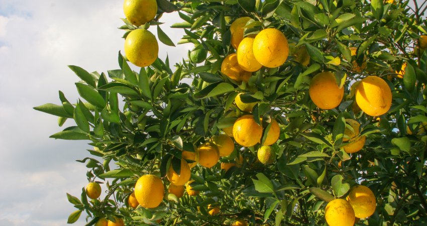 Reestimativa da safra de laranja 2021/22 mantém viés de queda e acumula perda de 30 milhões de caixas em relação à expectativa inicial / Orange crop forecast update