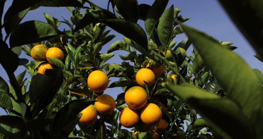 Safra de laranja 2019/20 da Flórida (EUA) é estimada em 74 milhões de caixas