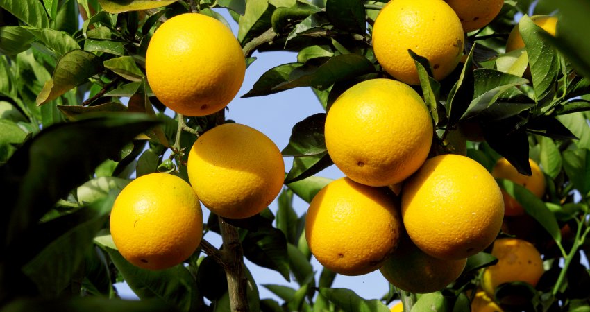 Evento da USP desmistifica consumo do suco e apresenta estudos inéditos sobre os benefícios da laranja para a saúde