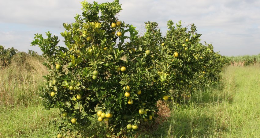 Fundecitrus realiza curso de HLB em Limeira nesta quinta