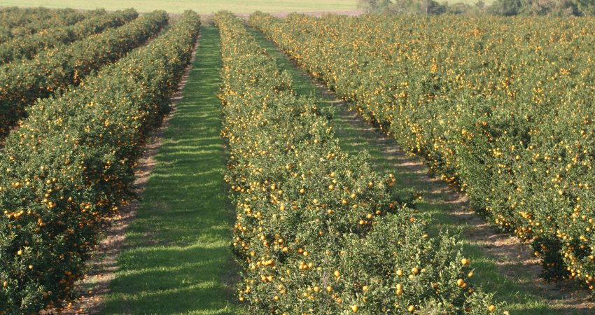 Produção de laranja da Flórida (EUA) é estimada pelo USDA em 79 milhões de caixas