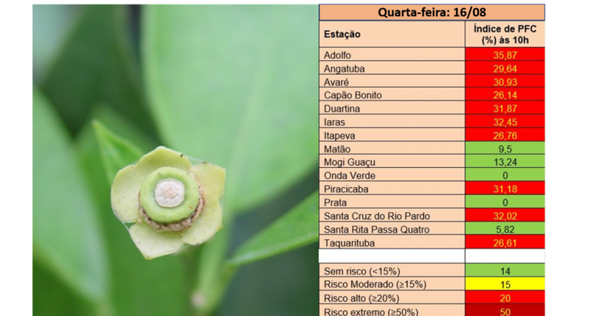 Sistema de previsão de podridão floral indica alto risco de ocorrência da doença em diferentes regiões de São Paulo