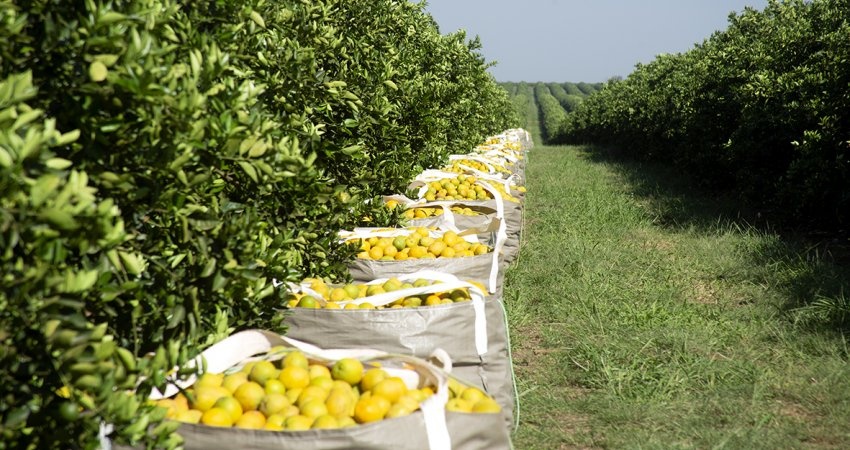 Safra de laranja 2019/20 em SP e MG é reestimada em 384,87 milhões de caixas