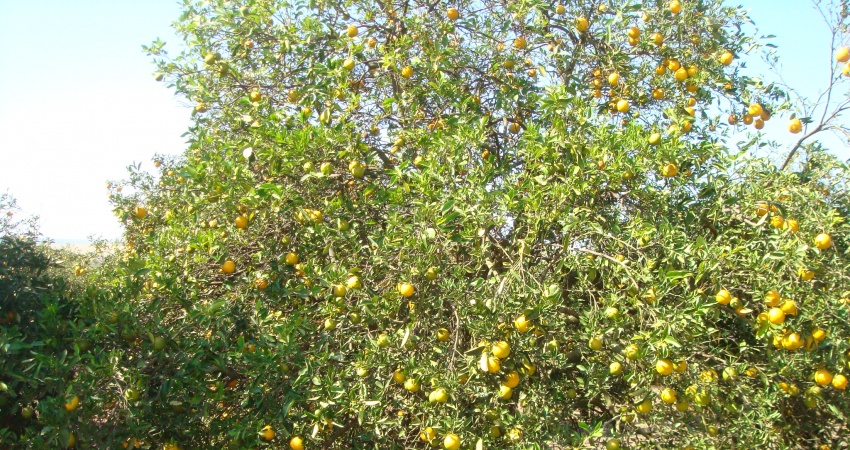 Cientista norte-americano comenta evolução do greening na Flórida e dá recomendações aos citricultores brasileiros