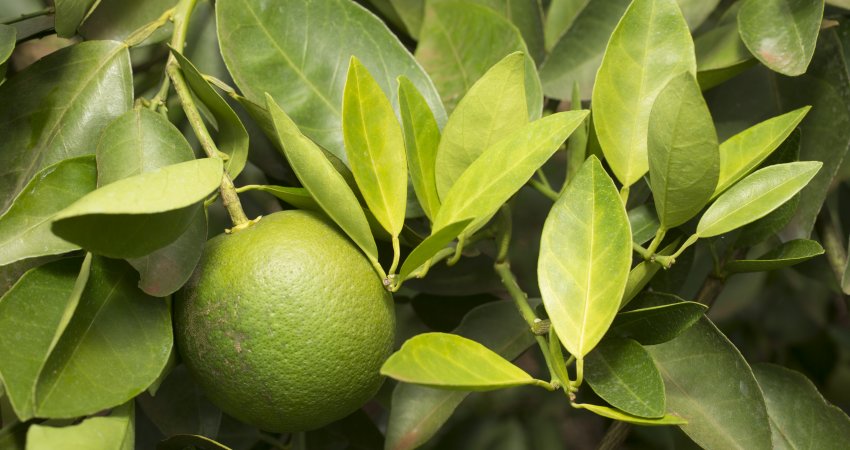 Conhecimento produzido e compartilhado para o controle do greening