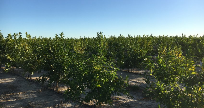 Safra da Flórida se mantém em 67 milhões de caixas de laranja