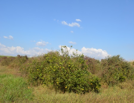 Parque citrícola tem 2% de área com pomares abandonados