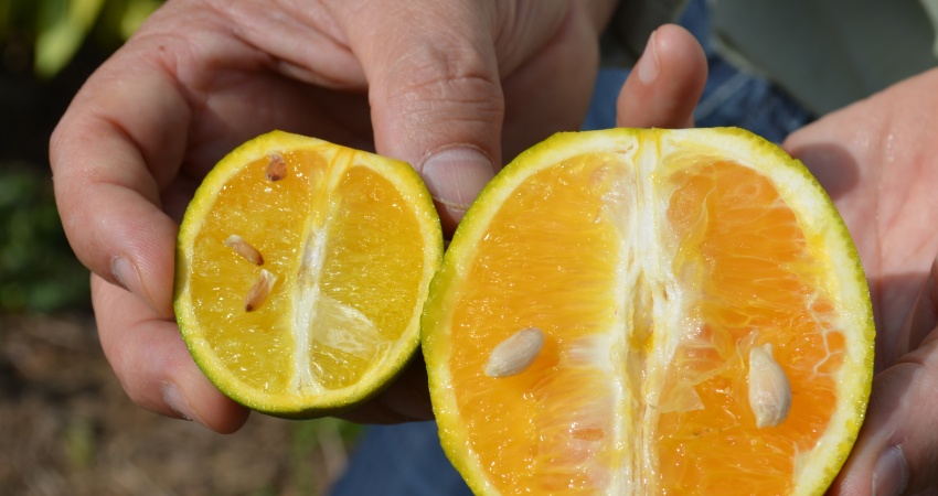 Pior praga da citricultura, greening é ameaça à produção de laranja brasileira