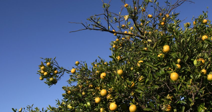 Confirmando tendência de queda, CVC afeta apenas 2,89% dos pés de laranja de SP e MG