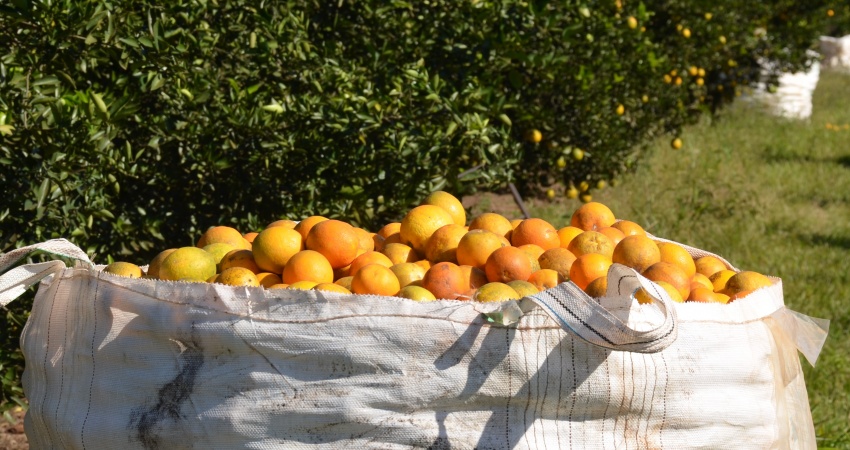 Safra de laranja é mantida em 244,20 milhões de caixas no parque citrícola de São Paulo e Minas Gerais