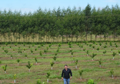 Citricultor transformou área abandonada em pomar produtivo em Guaraci