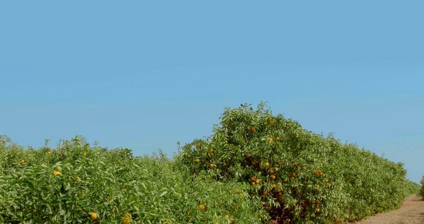 Porta-enxertos ananicantes possibilitam aumento do adensamento e da produtividade dos pomares