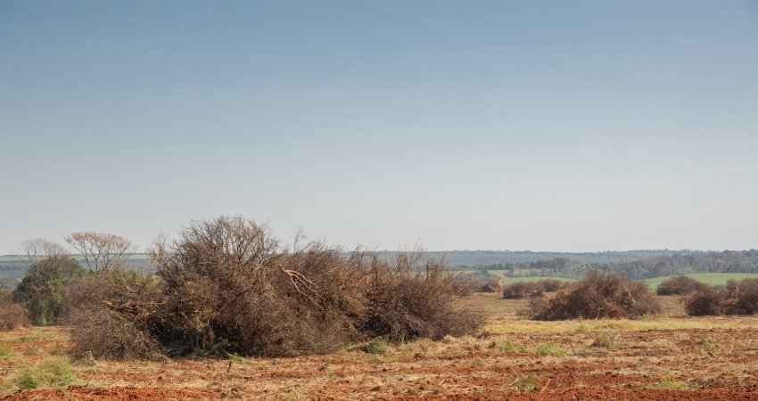 Erradicar plantas doentes é fundamental no controle do greening