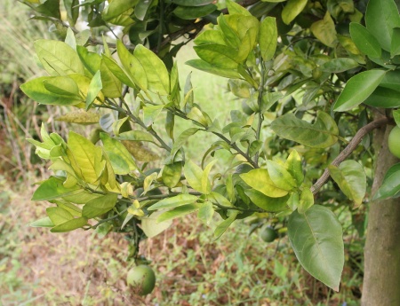 Greening atinge 18% dos pés de laranja