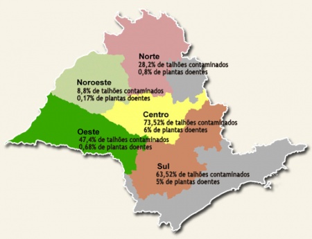 Greening atinge 3,8% das árvores dos pomares paulistas