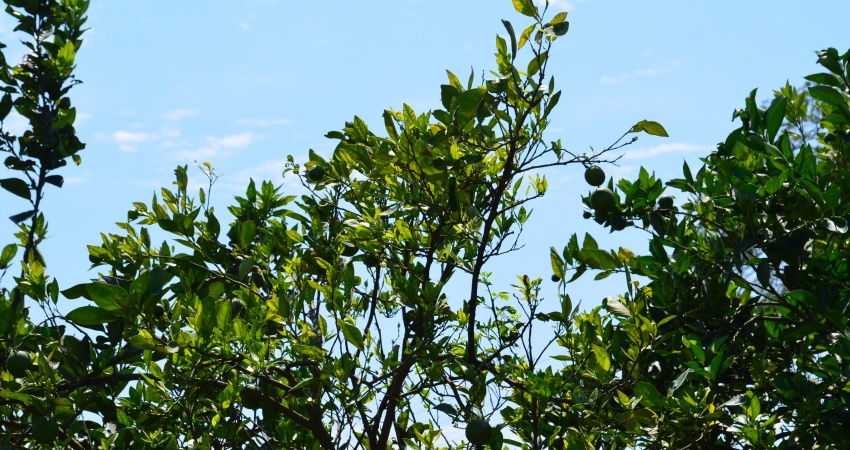 Greening aumenta e atinge 19,02% das laranjeiras de SP e MG