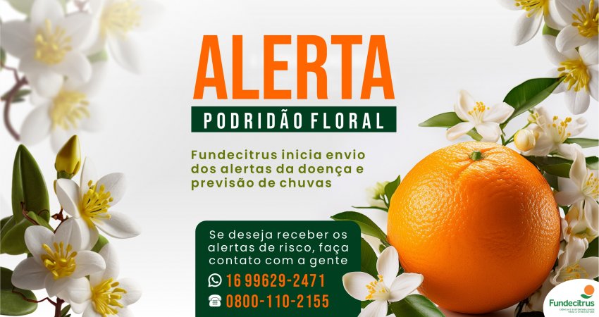 Fundecitrus inicia envio de alertas de risco de podridão floral para o citricultor