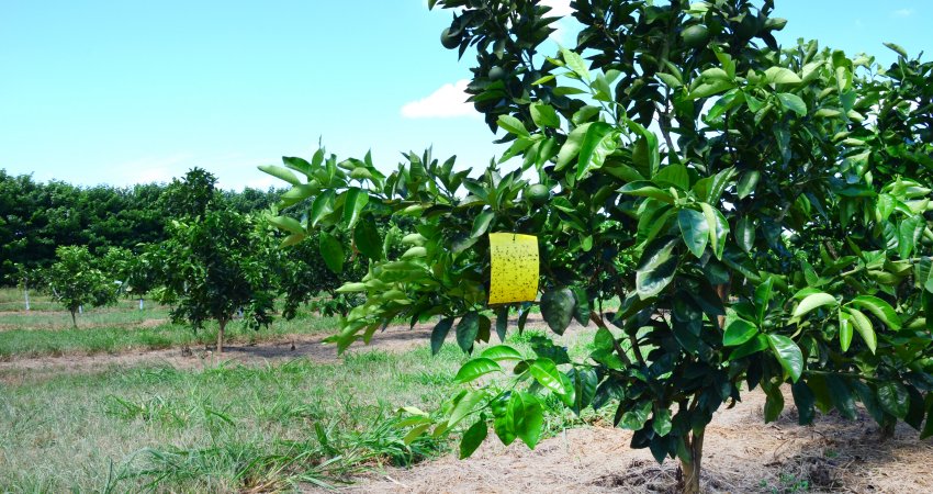 Manejo regional é ferramenta fundamental contra o greening para pequenos citricultores