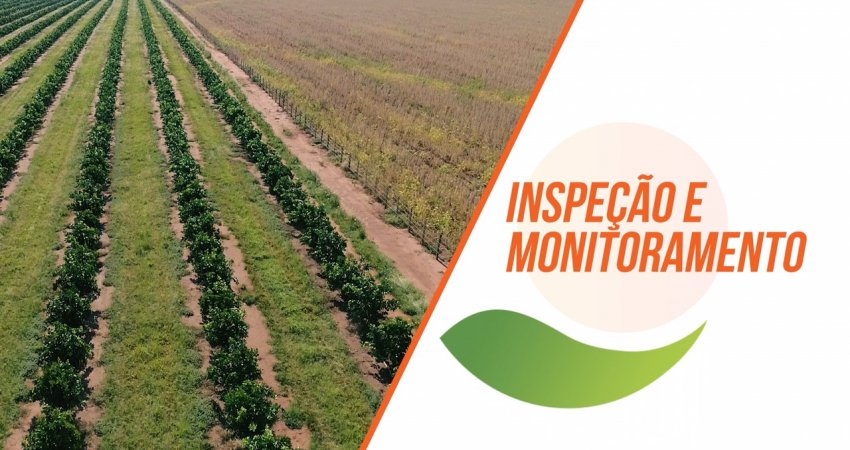 A inspeção das plantas e o monitoramento do psilídeo são algumas das principais práticas que auxiliam no controle do greening