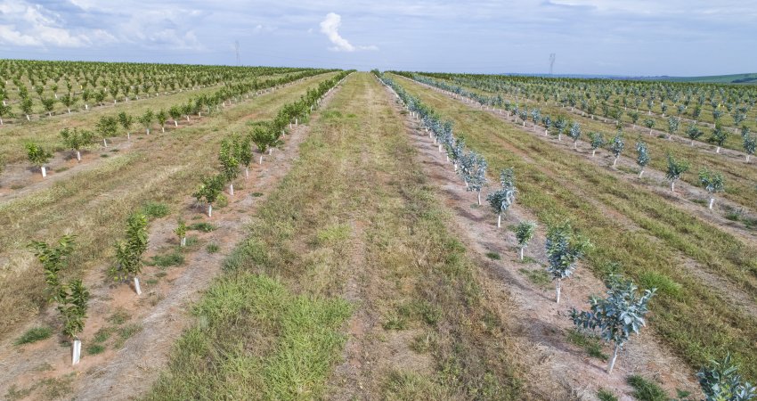 Caulim processado protege as bordas dos pomares da entrada de psilídeos