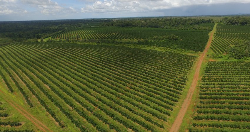 Costa Rica tem 22 mil hectares de citros e tendência de expansão