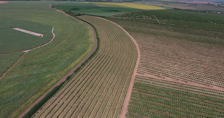 Fapesp aprova projeto do Fundecitrus que vai avaliar medidas para prevenção das infecções do greening vindas de fora dos pomares