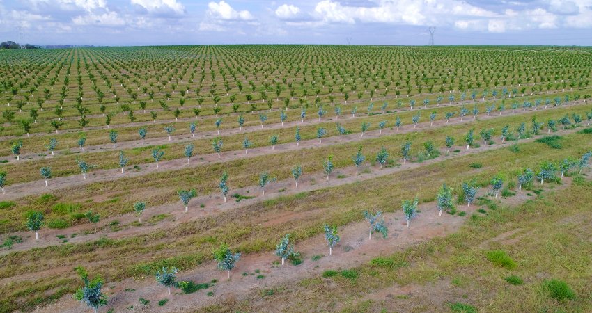 Uso de caulim processado é estratégia sustentável e eficiente para o controle do greening