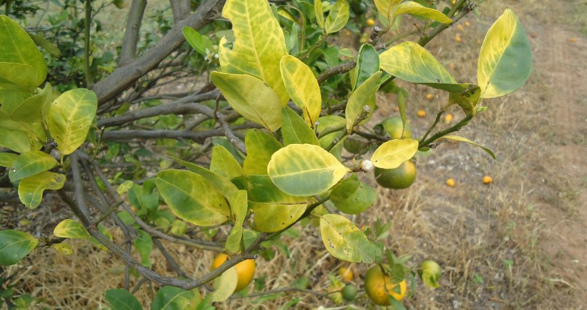 Controle do greening em áreas sem manejo é fundamental para proteger  os pomares comerciais