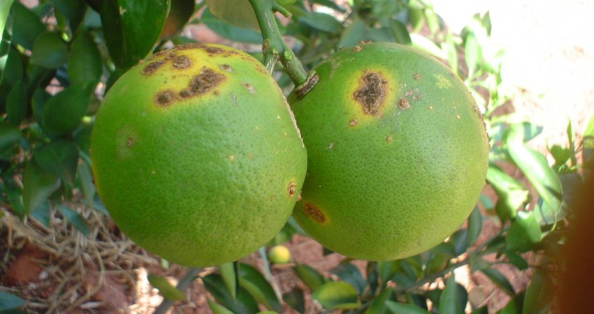 Secretário de Agricultura participa de workshop sobre a mudança da legislação de controle do cancro cítrico em Araraquara, nesta terça-feira (29)