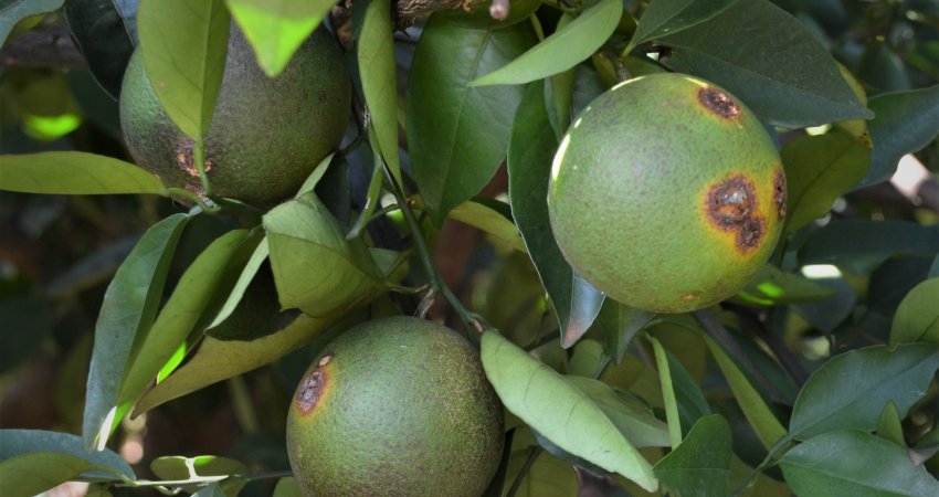 Estado de Minas Gerais é oficializado como área de erradicação de cancro cítrico