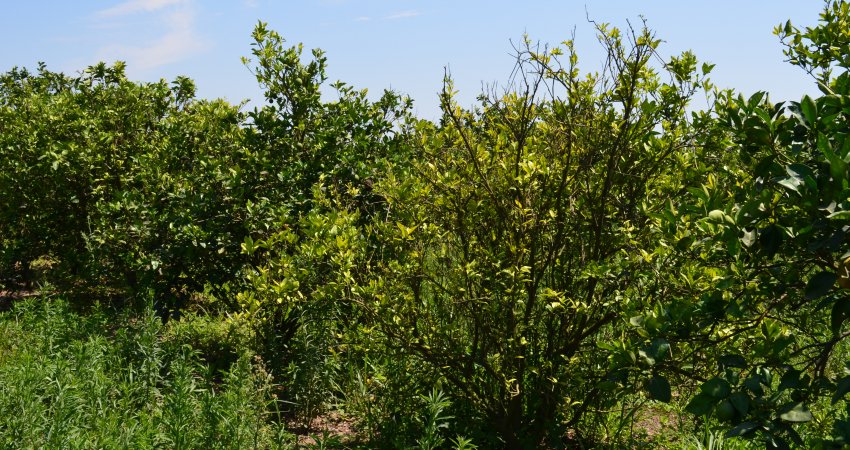 Citricultores paulistas eliminam 1,9 milhão de plantas com HLB no 1º semestre