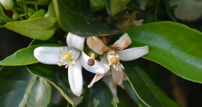 Sistema de previsão alerta para risco extremo de podridão floral