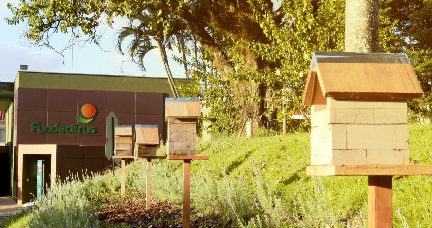 Meliponário do Fundecitrus contribui para a preservação das abelhas