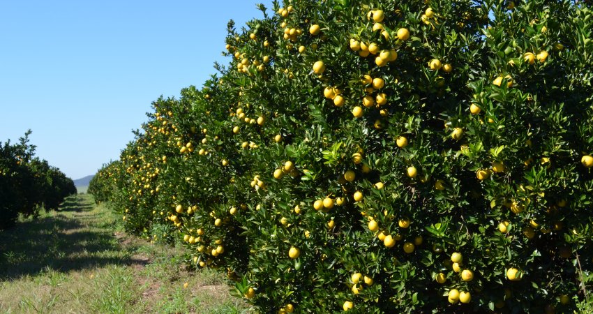 Safra de laranja é reestimada em 244,20 milhões de caixas