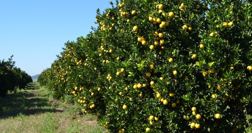 Citricultura é responsável por 14% dos empregos gerados pela agricultura paulista entre julho e setembro