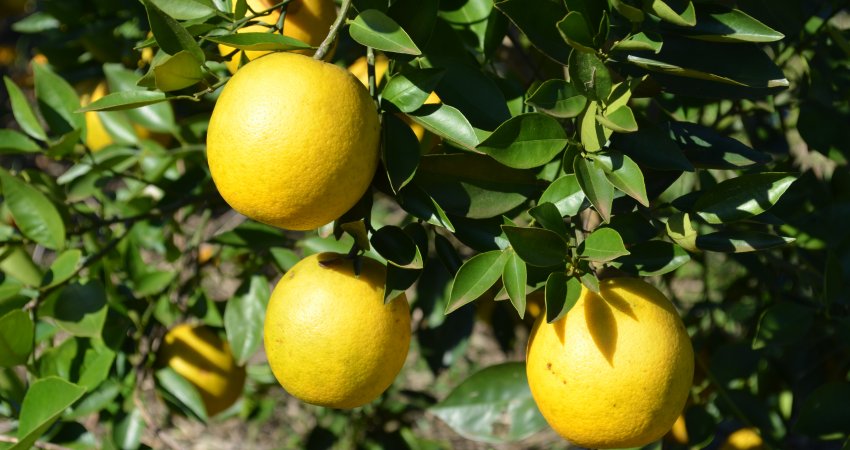 Como a indústria de suco e os produtores de laranja se juntaram para combater uma praga