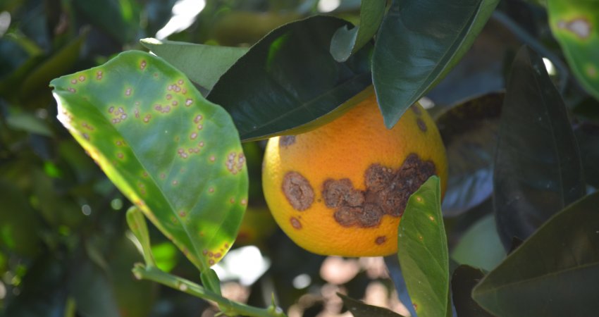 Tamanho e época das lesões de cancro cítrico influenciam na queda de frutos