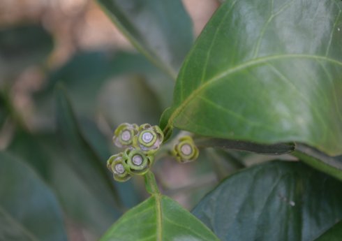 Fundecitrus inicia ciclo de cursos de podridão floral