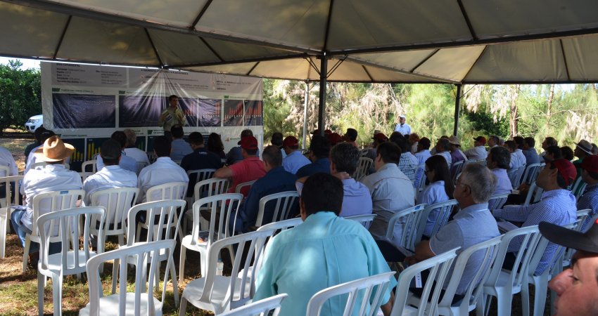 3º Dia de Campo de cancro cítrico reúne cem citricultores em experimento no Paraná