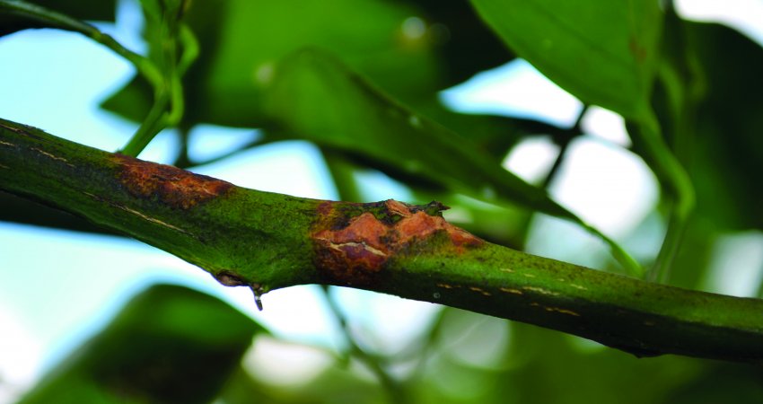 Controle  do ácaro da leprose é mais eficiente com adoção de estratégias de manejo