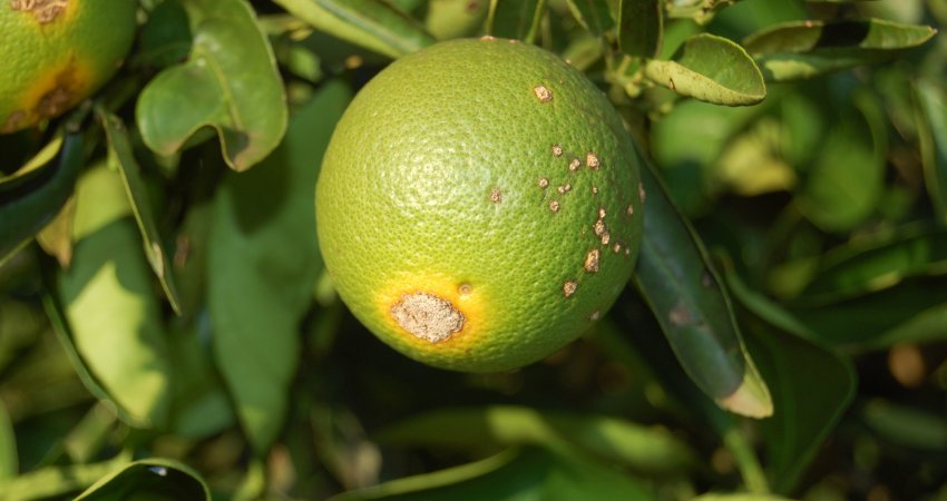 Pesquisas do Fundecitrus contribuem para manejo mais eficiente e sustentável do cancro cítrico