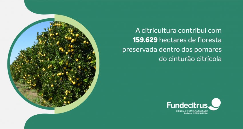 Inventário divulgado pelo Fundecitrus indica cerca de 159 mil hectares de florestas preservadas nas propriedades citrícolas