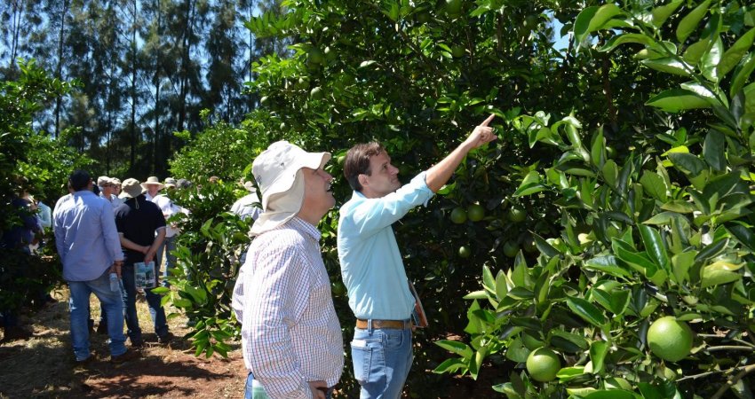 Inscrições para o 3º Dia de Campo de cancro cítrico encerram em 13 de março