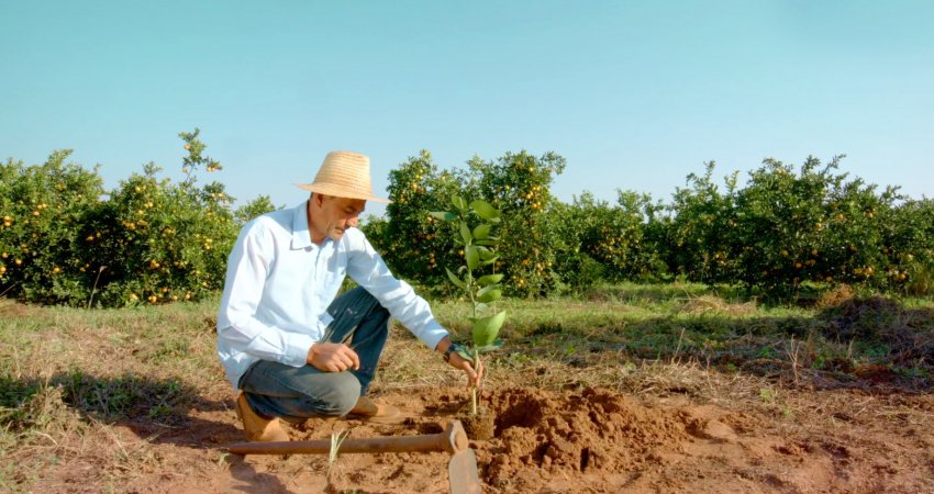 Citricultura é uma das cadeias do agronegócio que mais emprega, com 1 posto de trabalho a cada 9 hectares