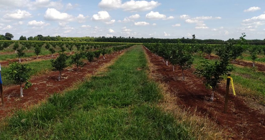 Fundecitrus instala dois experimentos sobre greening no campo experimental do Centro de Citricultura