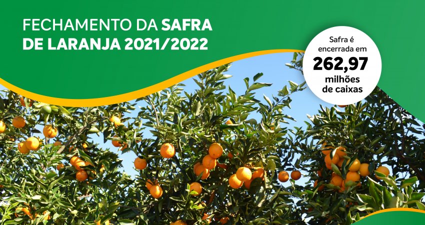 Safra de laranja 2021/22 é encerrada com produção total de 262,97 milhões de caixas / Final orange crop forecast update