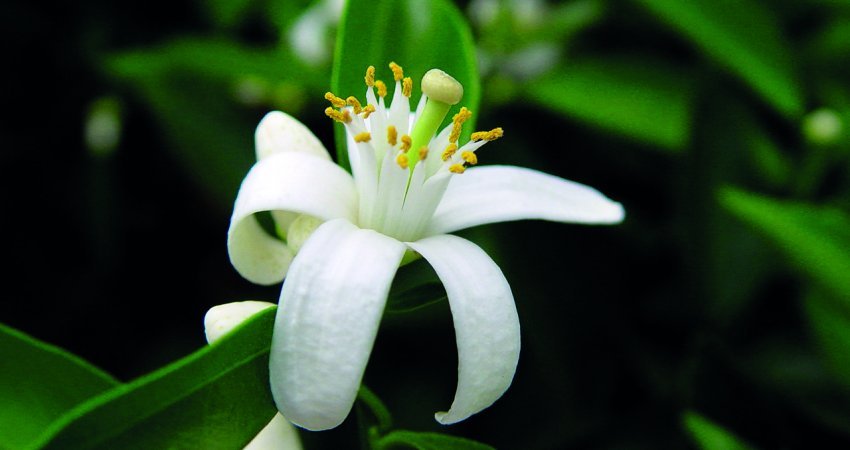 Sistema de previsão de podridão floral é ampliado