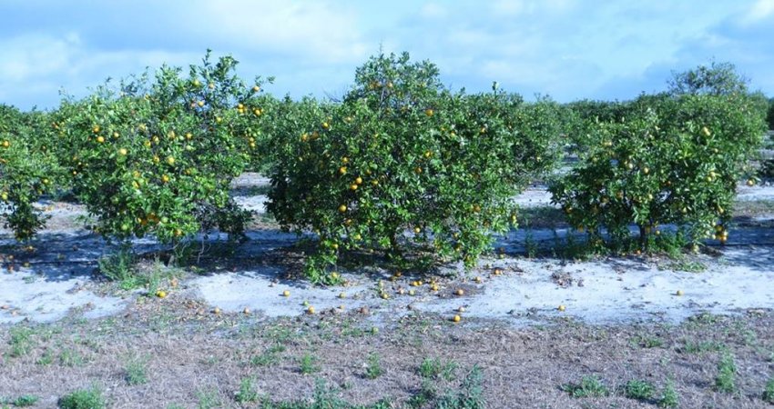 Safra de laranja da Flórida deve ser de 60,5 milhões de caixas, segundo Steger