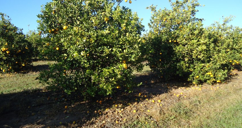 Safra 2019/20 teve a maior taxa de queda de frutos; dentre as pragas e doenças, greening foi principal causa